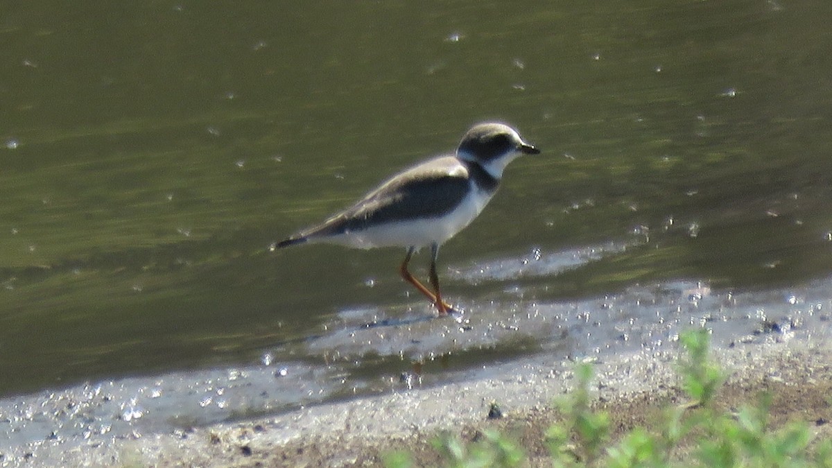 Semipalmated Plover - ML32570031