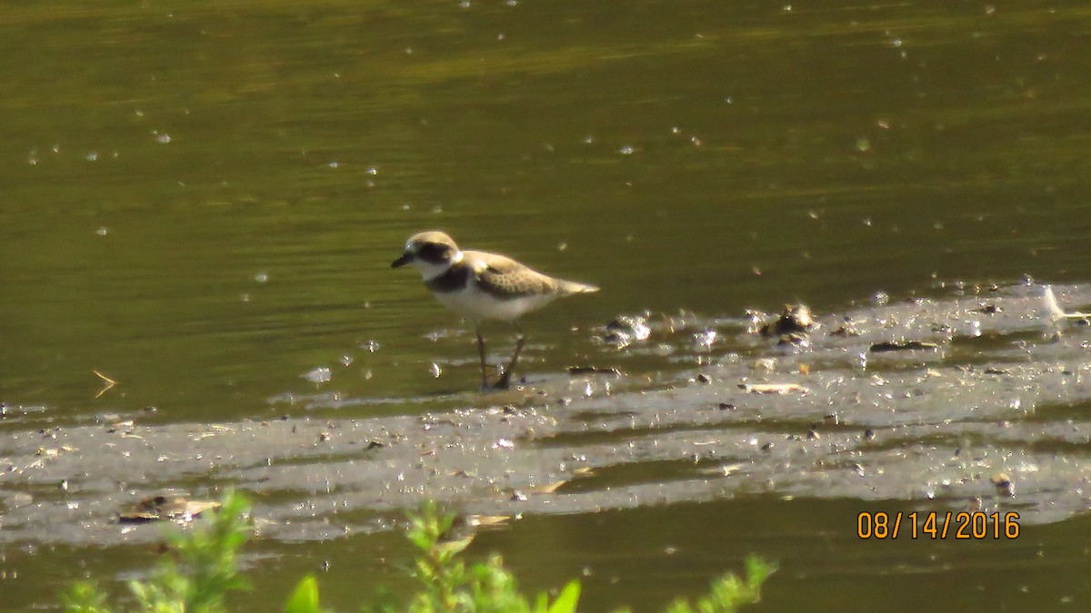 Semipalmated Plover - ML32570051