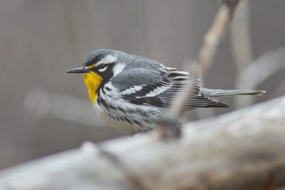 Yellow-throated Warbler - Ivan Wiljanen