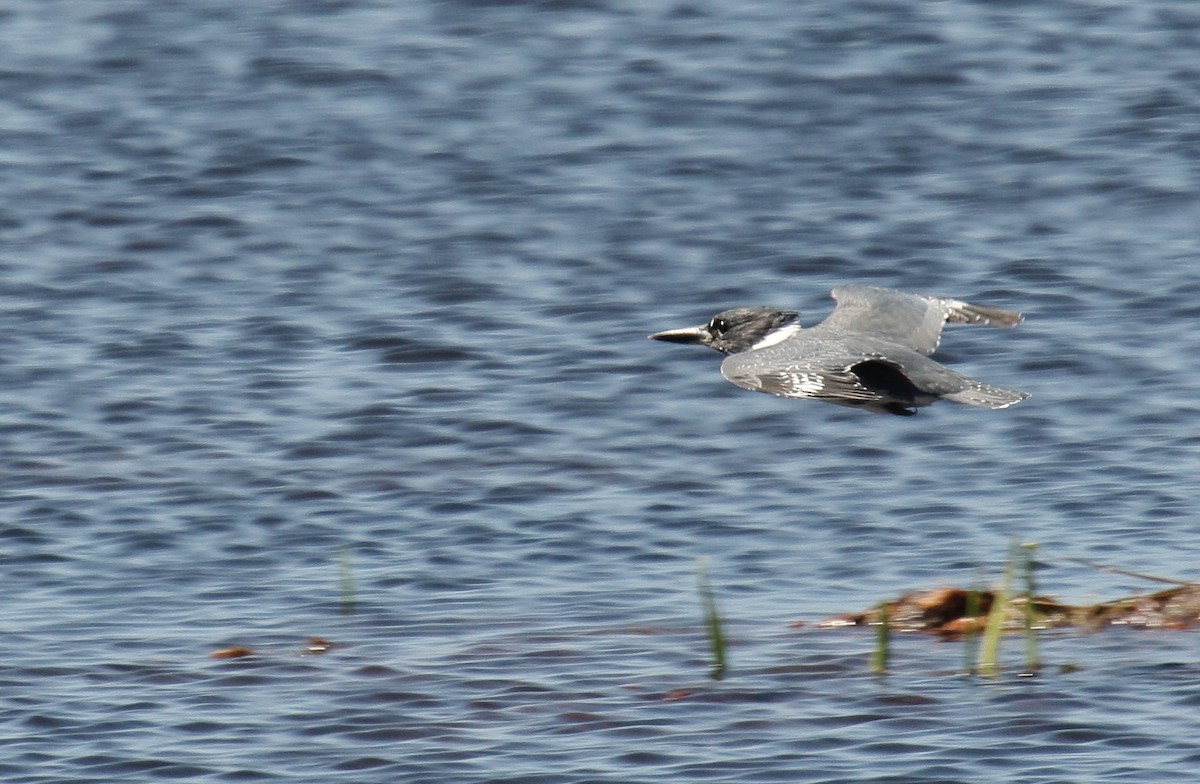 Belted Kingfisher - ML325709911