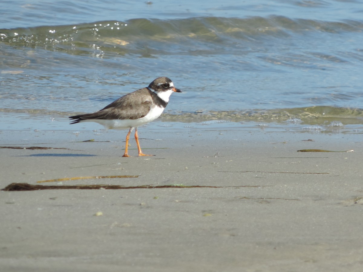 Semipalmated Plover - ML32571091