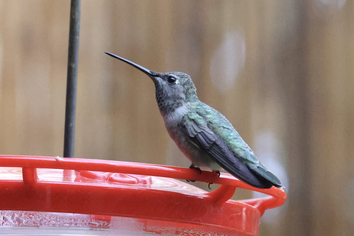 Black-chinned x Anna's Hummingbird (hybrid) - ML325712551