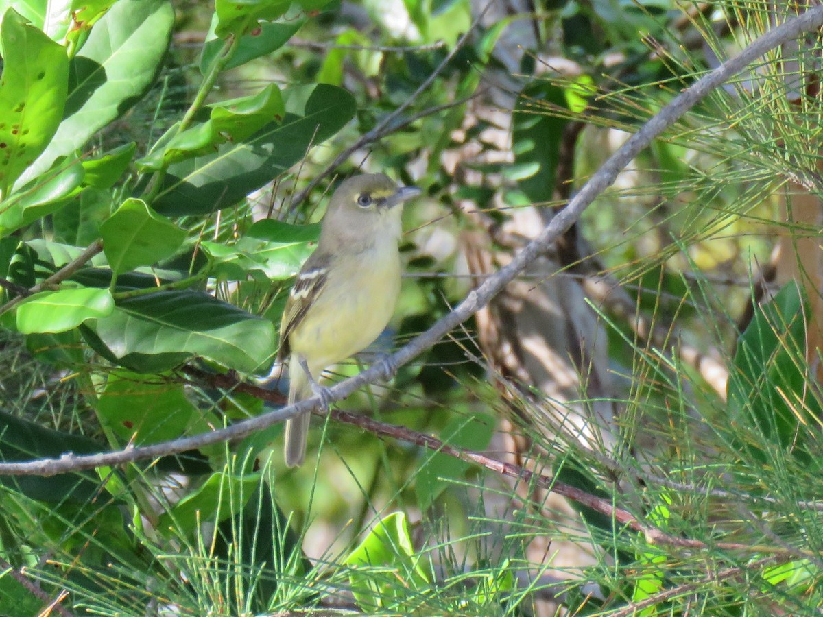 Thick-billed Vireo - ML325716211