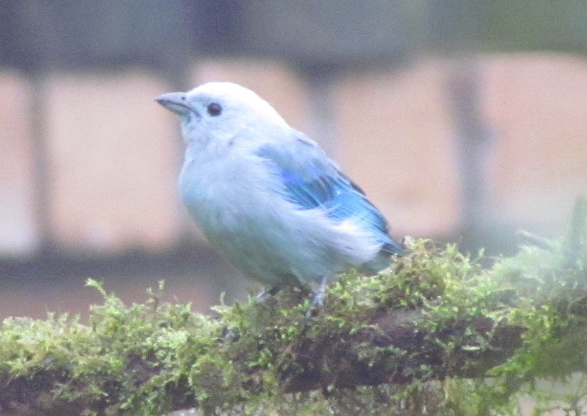 Blue-gray Tanager - ML325716571