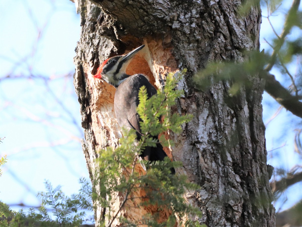 Pileated Woodpecker - ML325717831