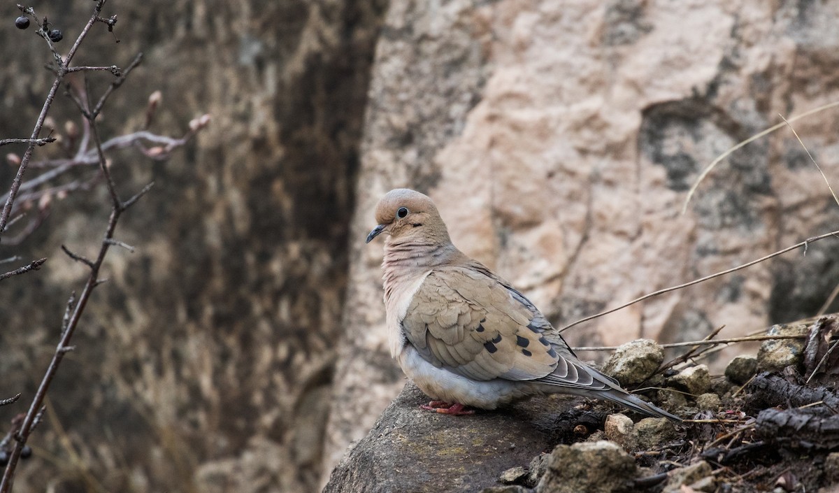Mourning Dove - Hannah Toutonghi