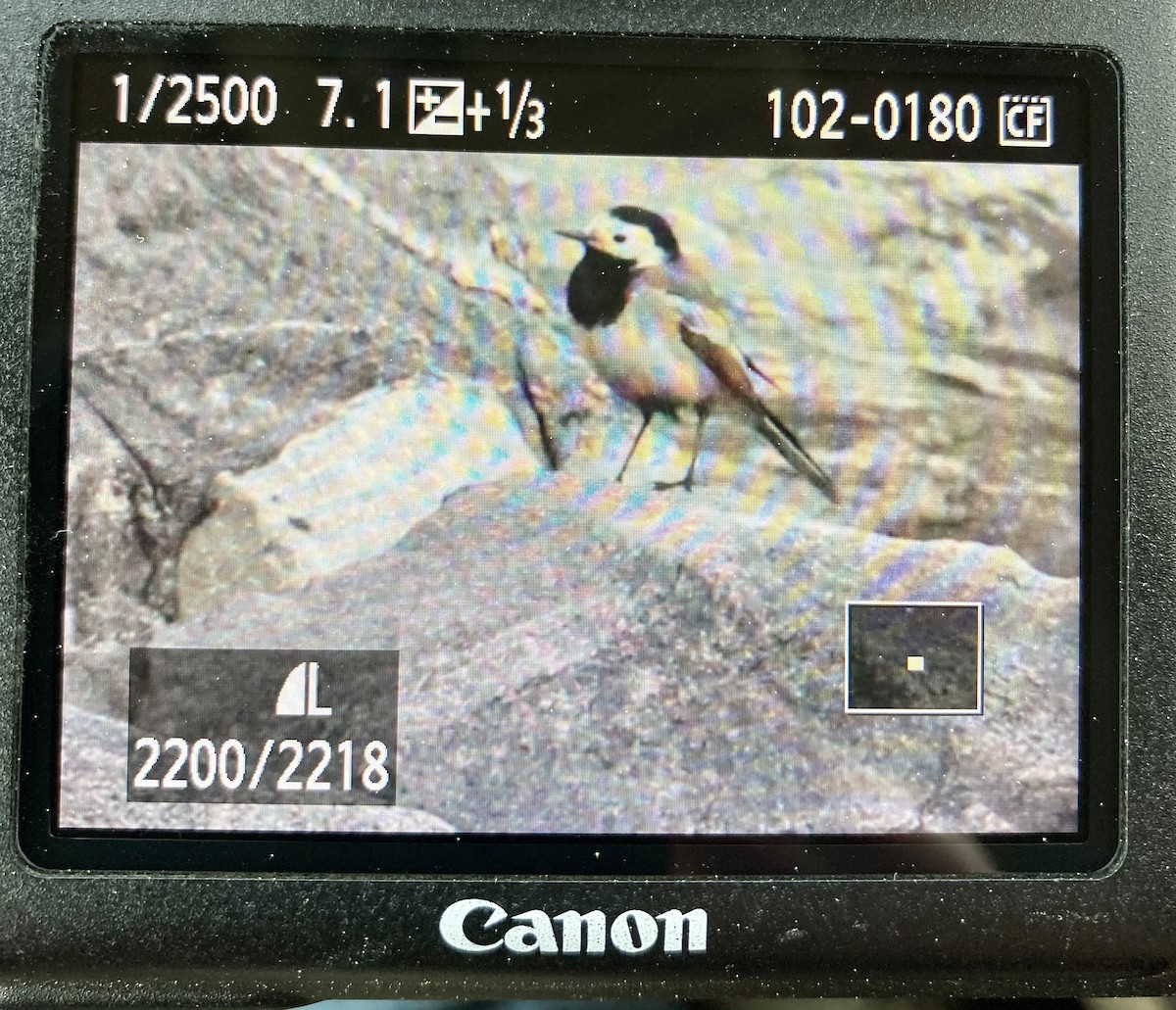 White Wagtail (White-faced) - ML325724321