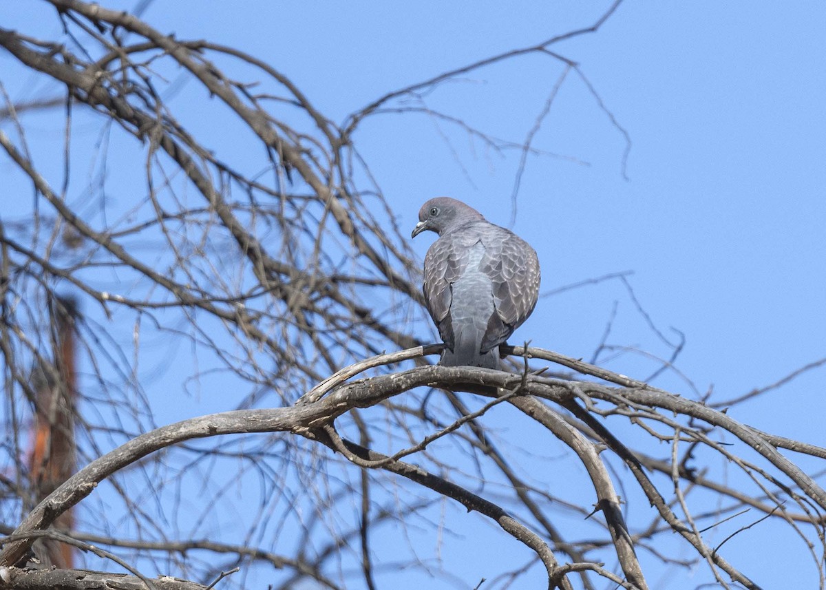 Spot-winged Pigeon - ML325725491