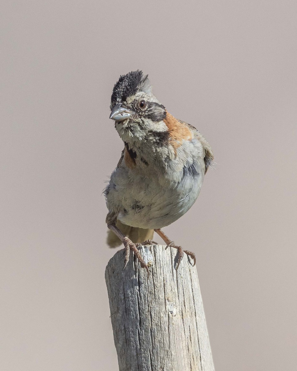 Rufous-collared Sparrow - ML325726641
