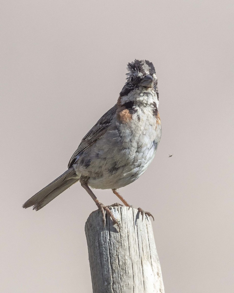 Rufous-collared Sparrow - ML325726671