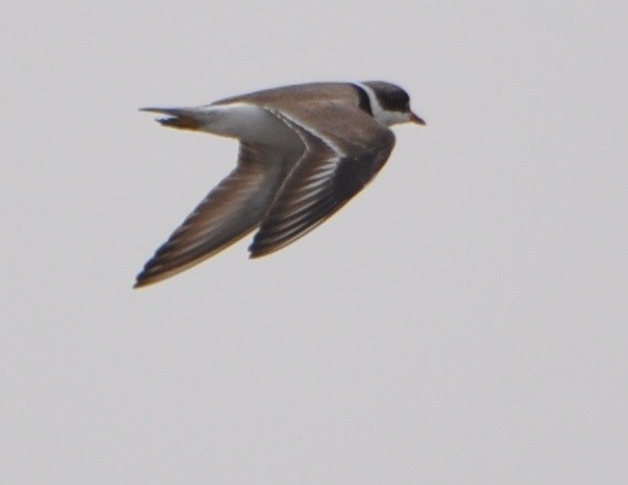 Semipalmated Plover - ML325733291