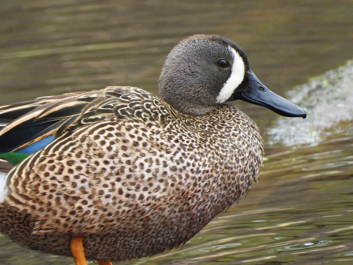 Blue-winged Teal - Michael W. Sack