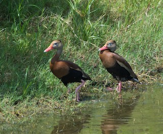 Black-bellied Whistling-Duck, ML32574211