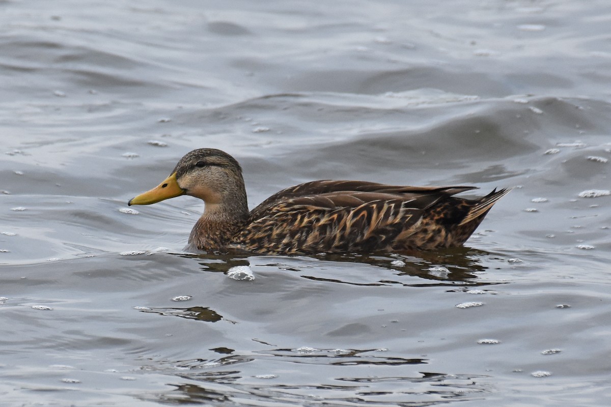 Mexican Duck - ML325742991