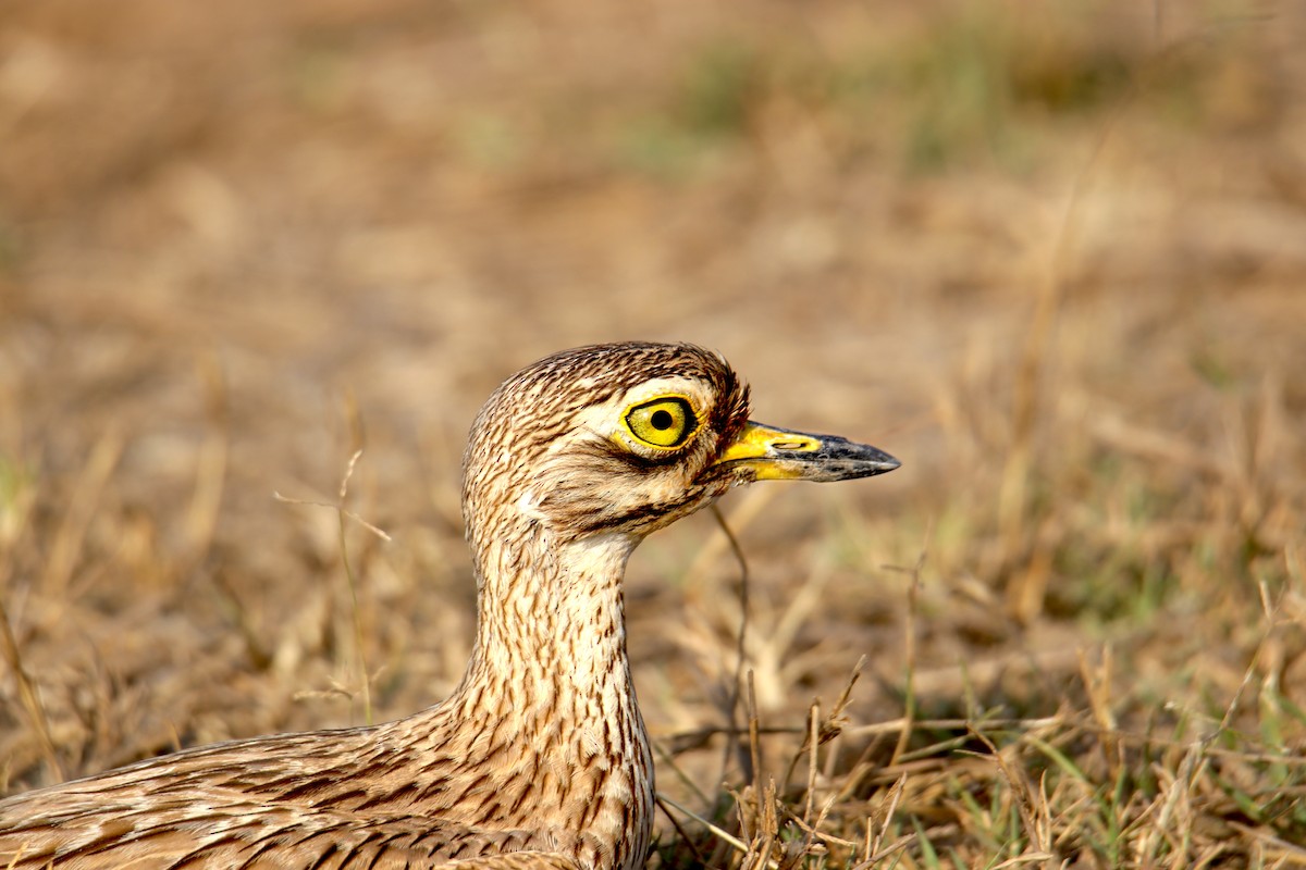 Indian Thick-knee - ML325746451