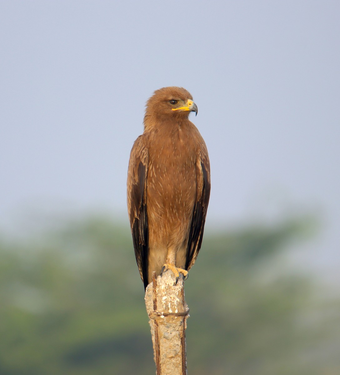 Indian Spotted Eagle - ML325746641