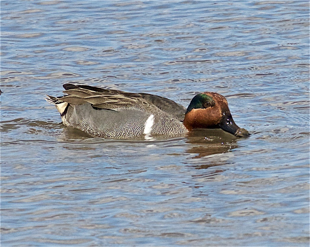 Green-winged Teal - ML325747281