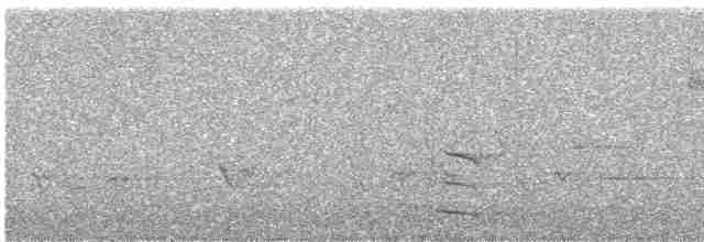 セグロカモメ - ML325752151