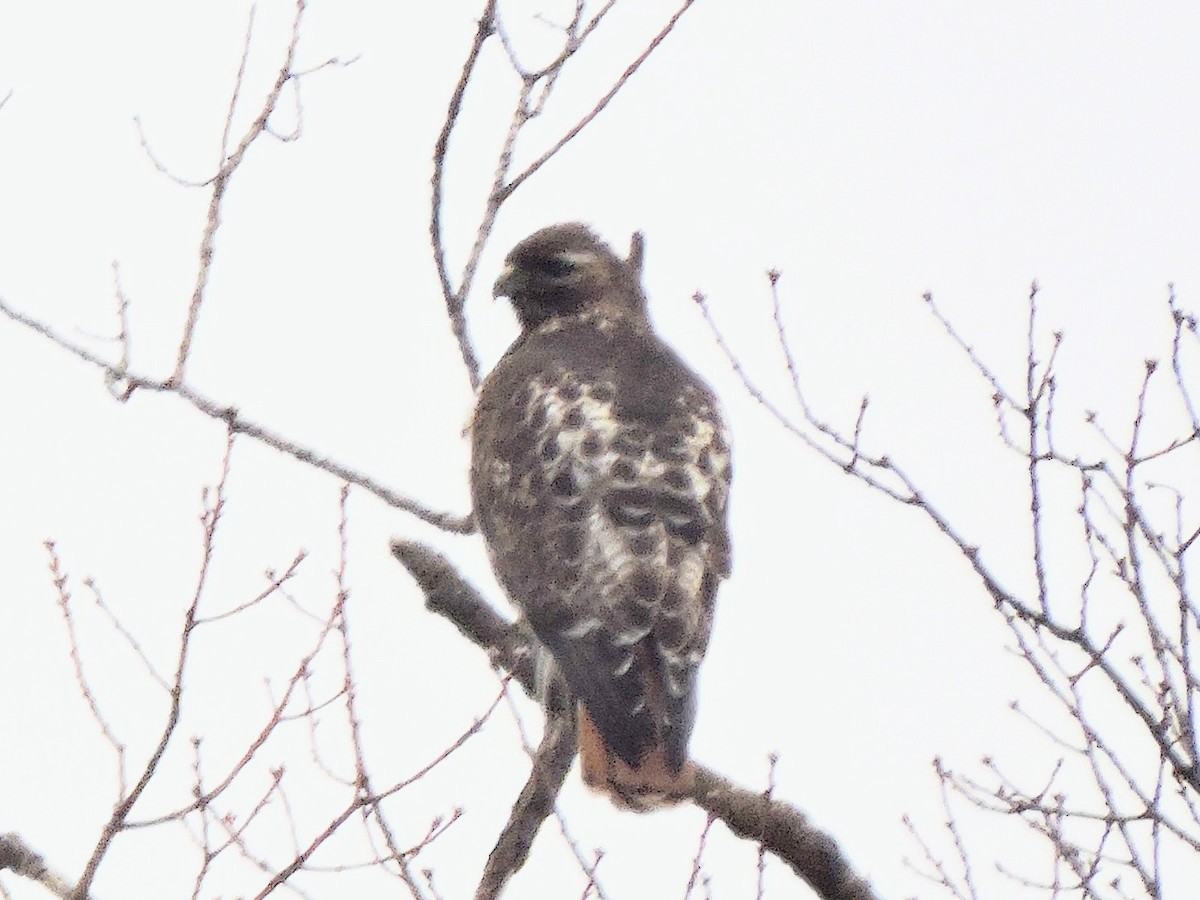 Red-tailed Hawk - ML325756741