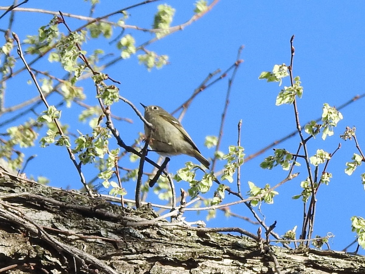 Ruby-crowned Kinglet - Clayton Will