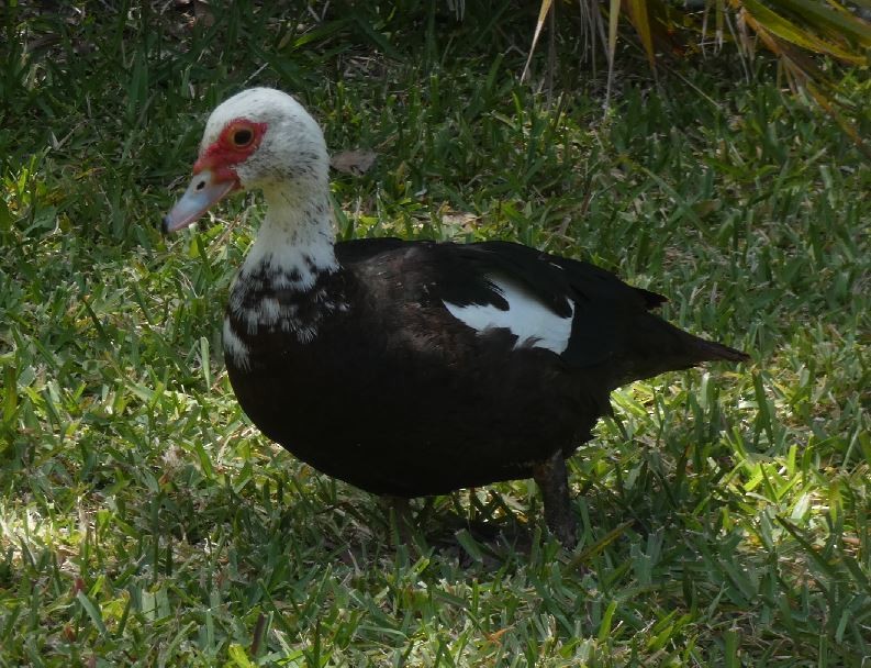Muscovy Duck (Domestic type) - ML325760261