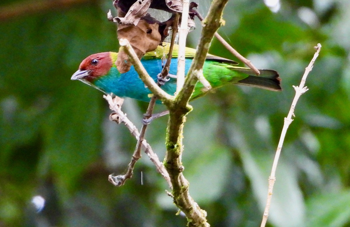 Bay-headed Tanager - ML325760771
