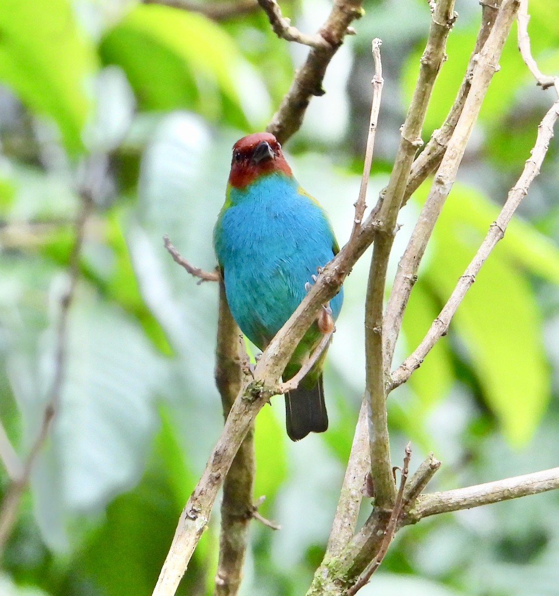 Bay-headed Tanager - ML325760891