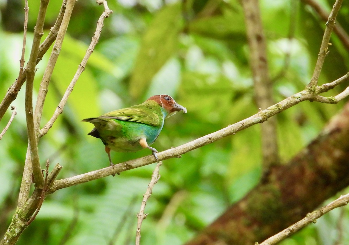 Bay-headed Tanager - ML325761061