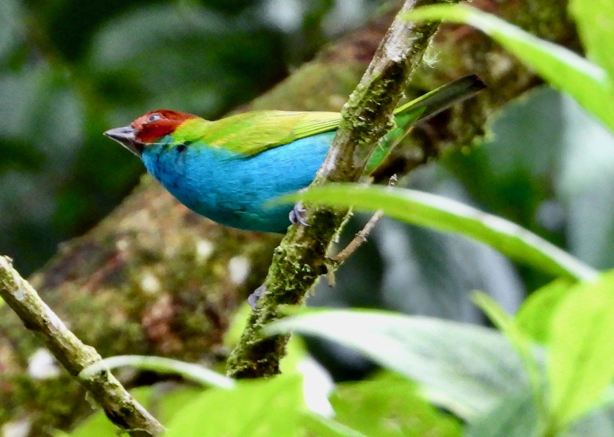 Bay-headed Tanager - ML325761191
