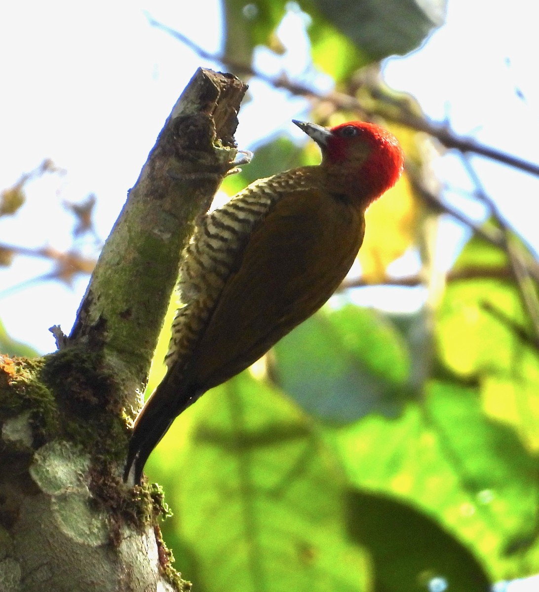 Rufous-winged Woodpecker - ML325762151