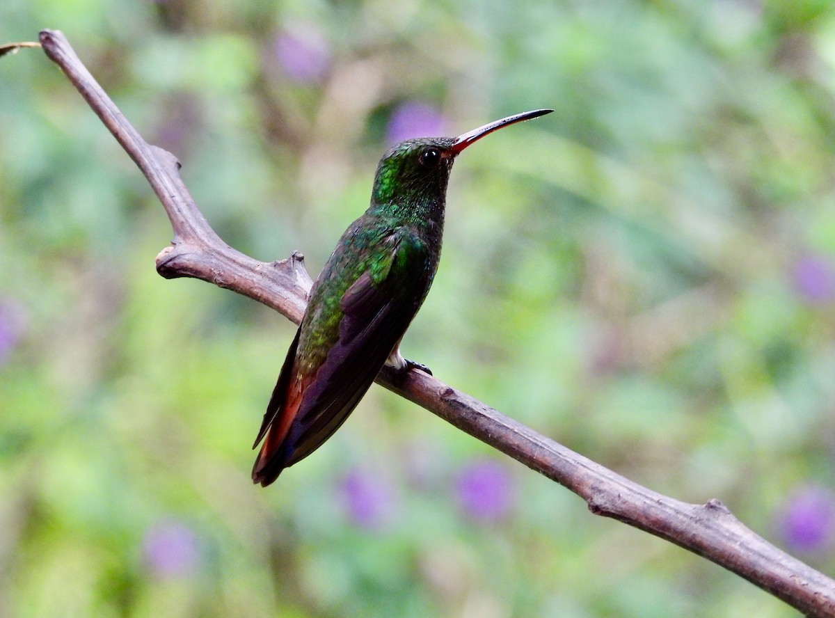 Rufous-tailed Hummingbird - Kisa Weeman