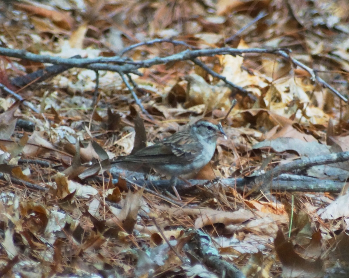 Chipping Sparrow - ML32576581