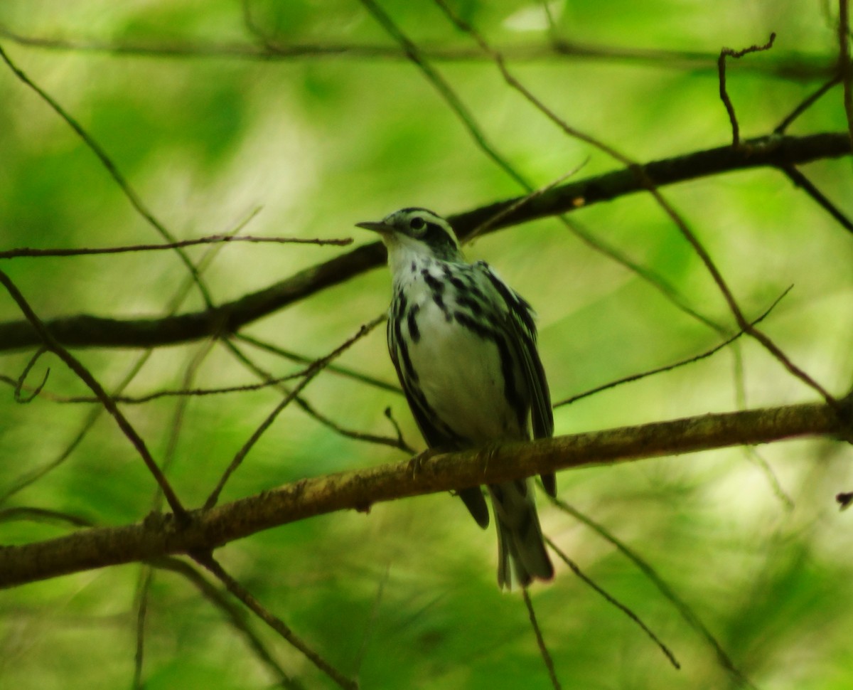 Black-and-white Warbler - ML32576721