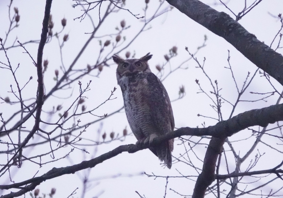 Great Horned Owl - ML325775201