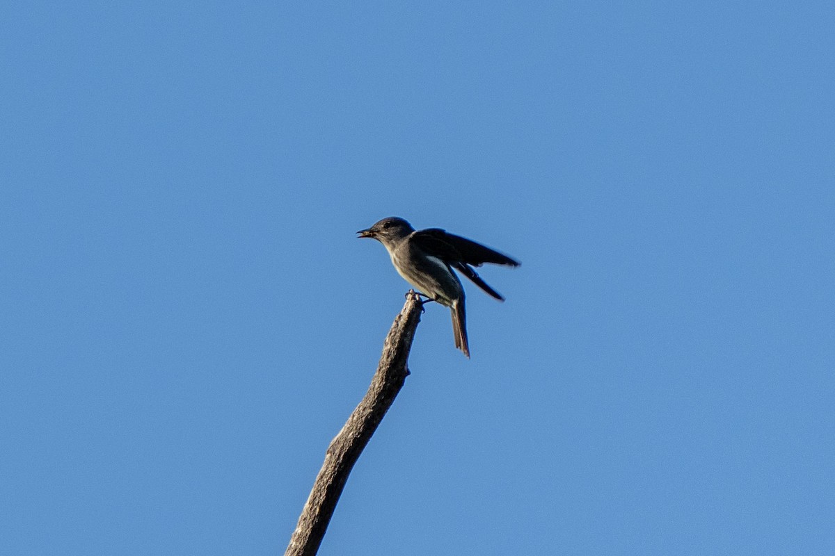 Olive-sided Flycatcher - Andrew Newmark