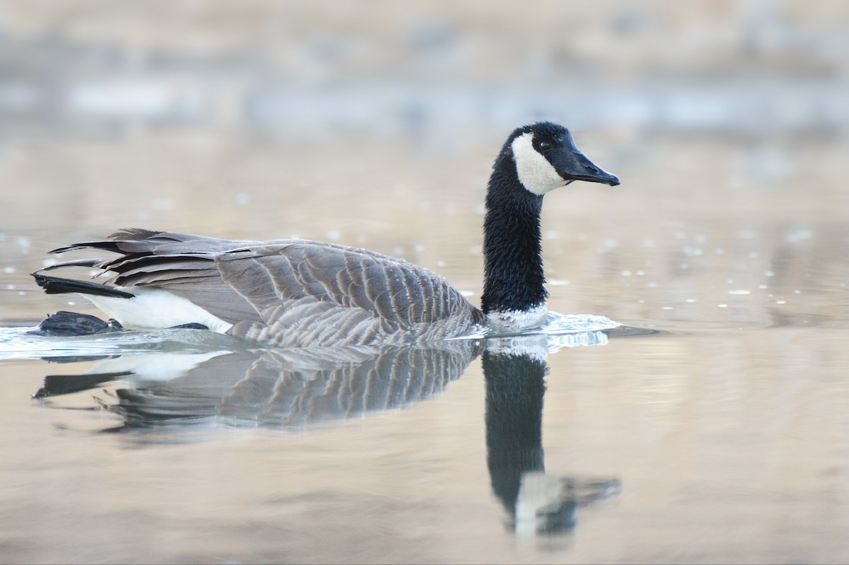 Canada Goose - Asher  Warkentin