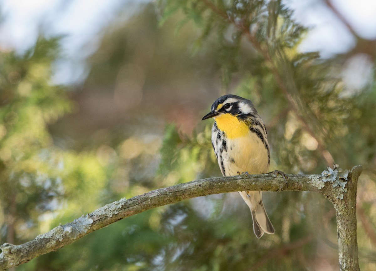 Yellow-throated Warbler - William Higgins