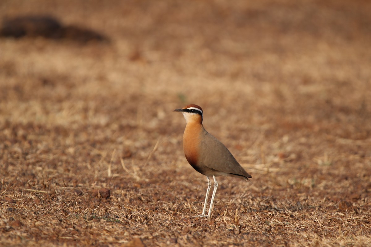 Indian Courser - ML325782171