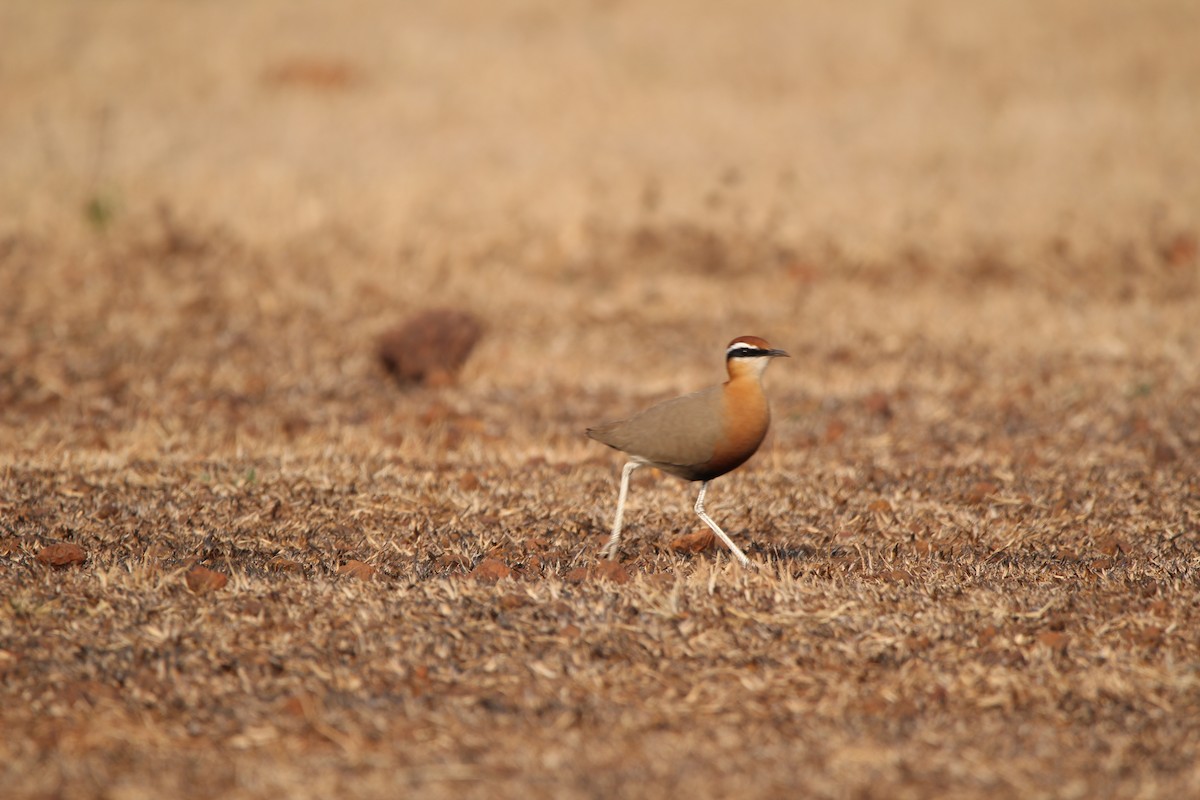 Indian Courser - ML325782241