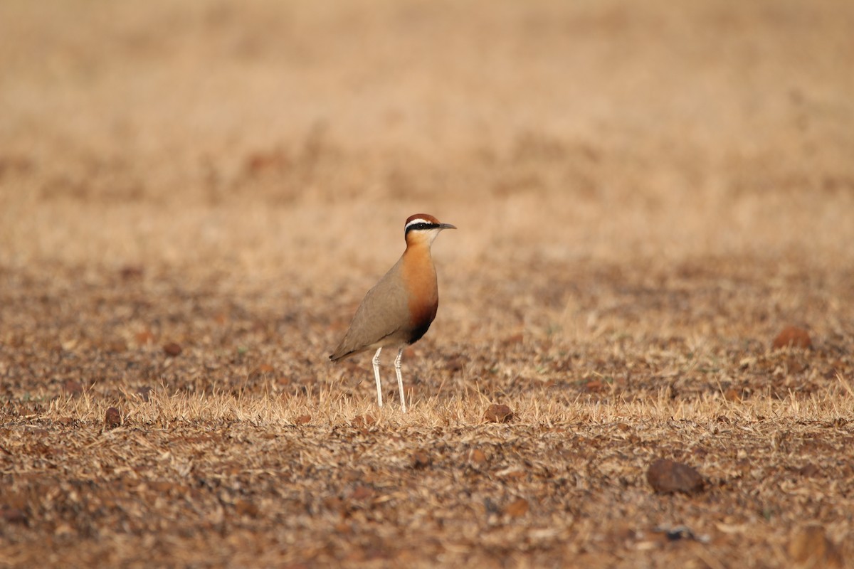 Indian Courser - ML325782251