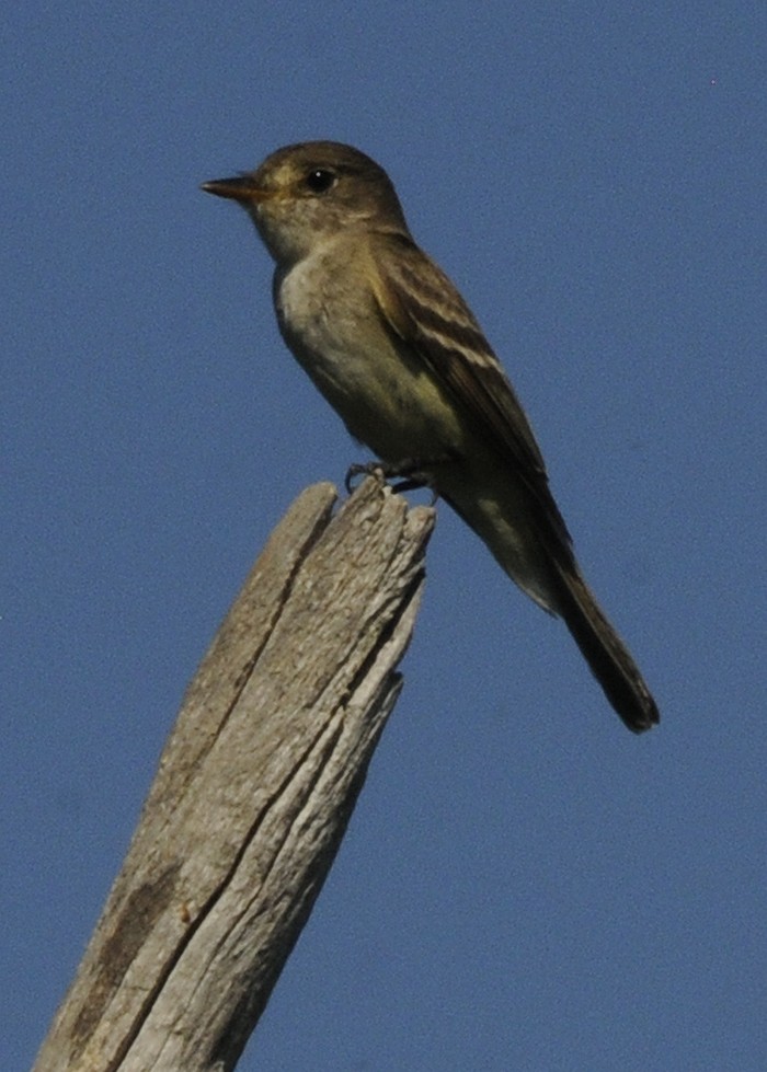 Willow Flycatcher - Frederick Atwood
