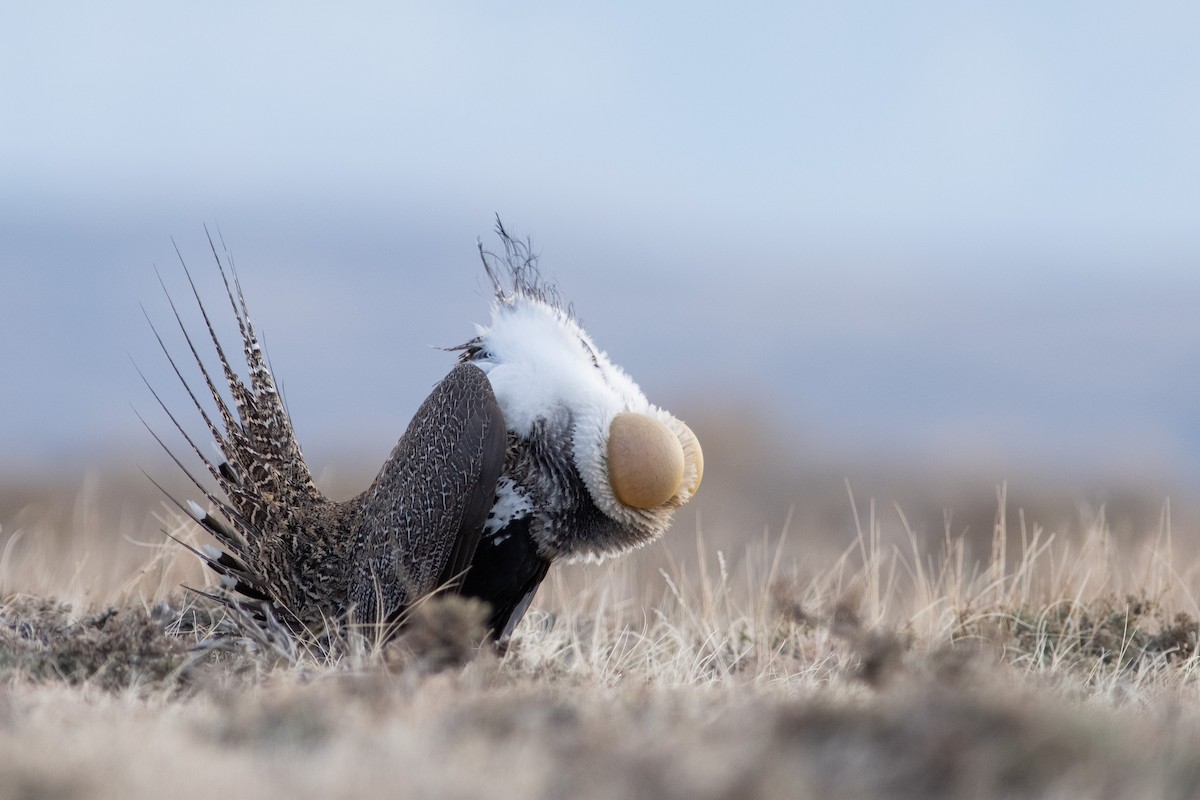 Greater Sage-Grouse - ML325782711