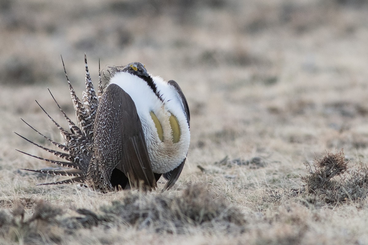 Greater Sage-Grouse - ML325782731