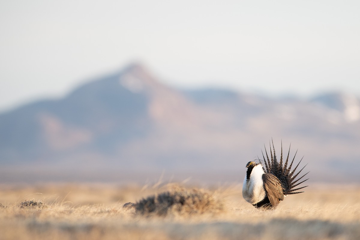 Greater Sage-Grouse - ML325782751