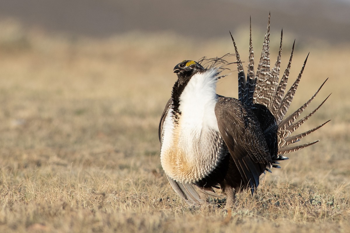 Greater Sage-Grouse - ML325783011