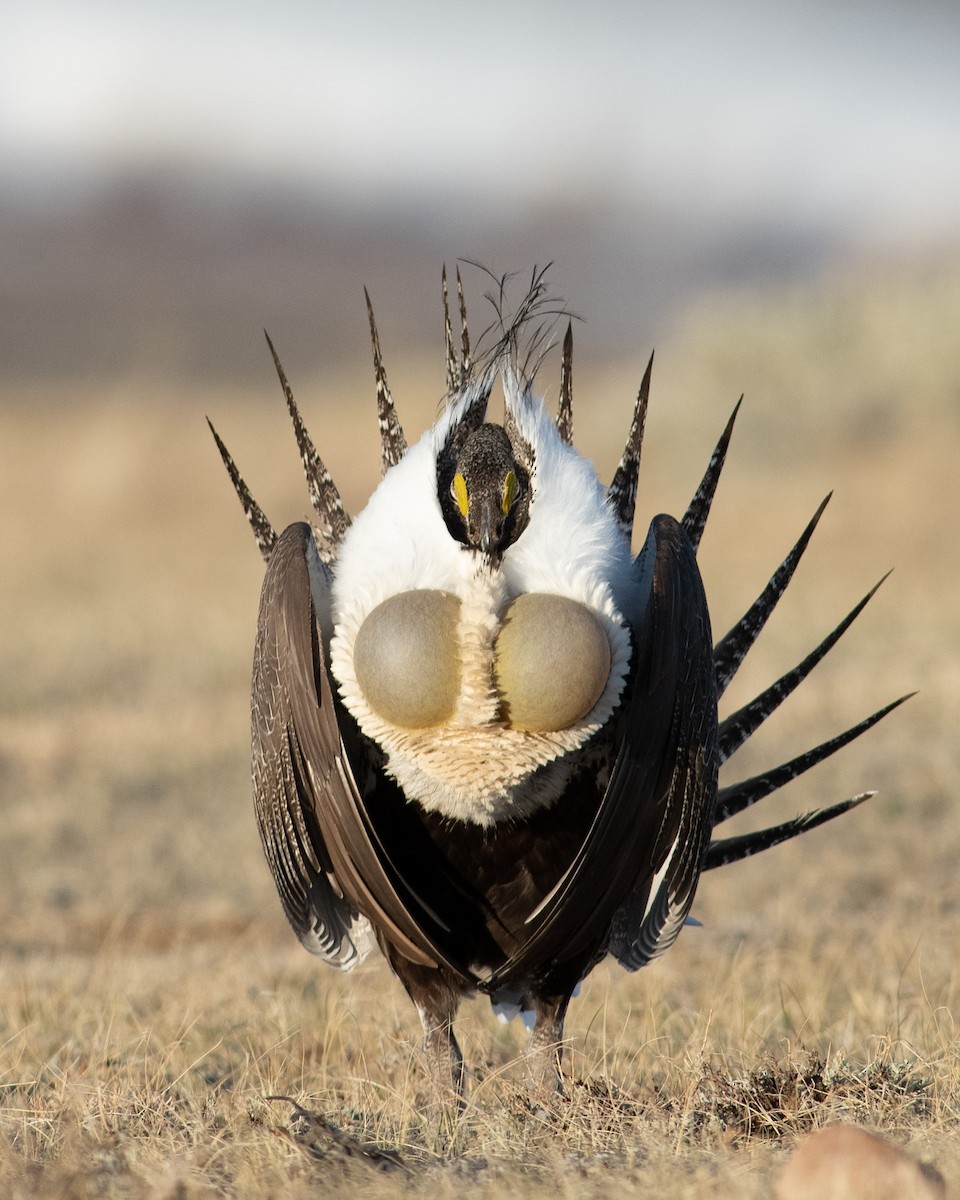 Greater Sage-Grouse - ML325783021
