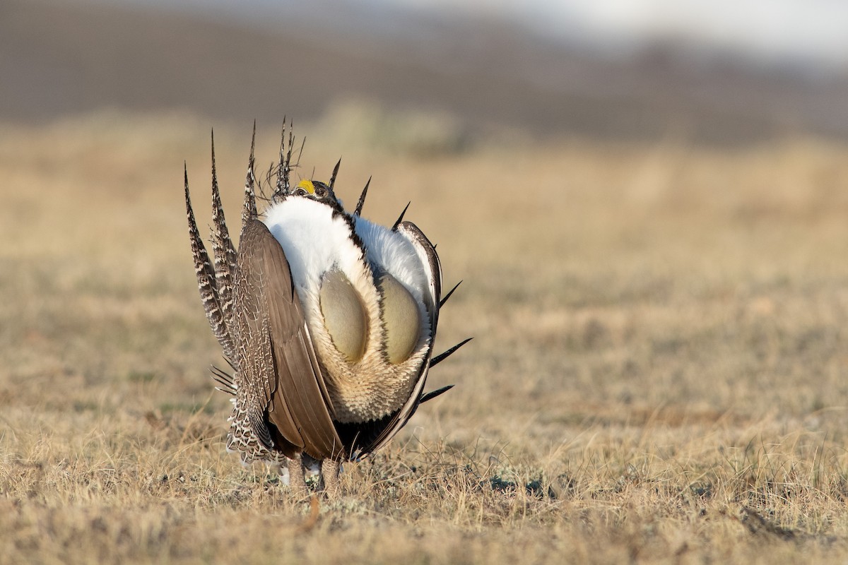Greater Sage-Grouse - ML325783031
