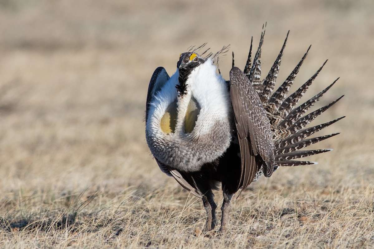 Greater Sage-Grouse - ML325783051