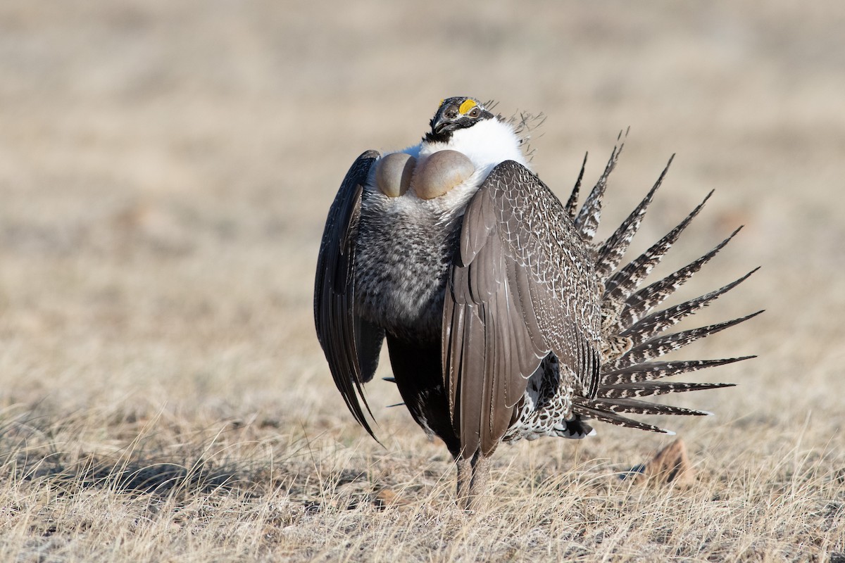Greater Sage-Grouse - ML325783551