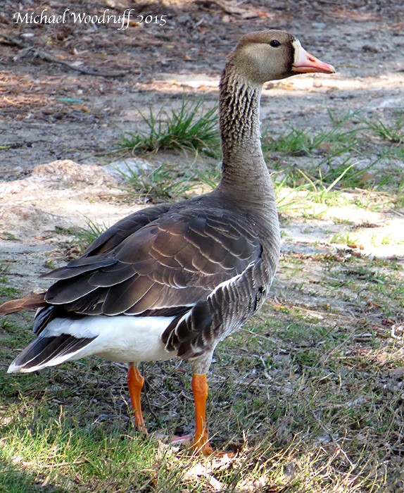 Greater White-fronted Goose - Michael Woodruff